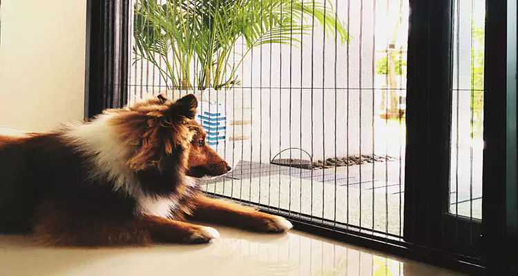 Sliding Screen Pet Door Repair in Fruit Cove, FL