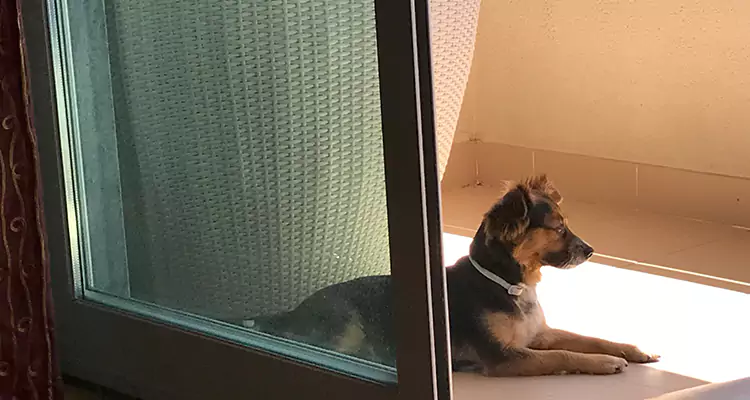 French Door Pet Screen Repair in Fruit Cove, FL